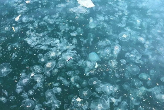 istanbul-bogazi-binlerce-denizanasi-tarafindan-istilaya-ugradi