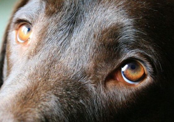 arastirma-kopeklerin-uzgun-bakislarina-yol-acan-yuz-kaslari-insanlarin-ilgisini-cekmek-icin-evrimlesti