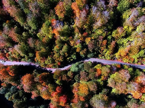 hatayda-kurulacak-turizm-ormani-icin-hedef-100-bin-agac